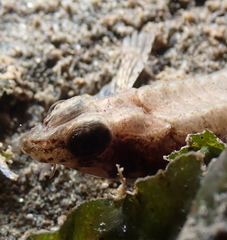 Odontopyxis trispinosa