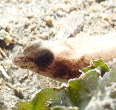 Odontopyxis trispinosa