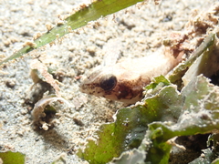 Odontopyxis trispinosa