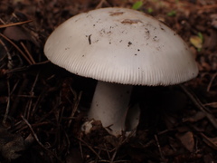 Amanita vaginata alba