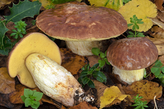 Hemileccinum depilatum