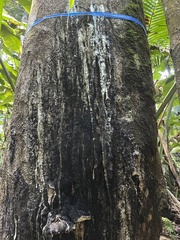 Dacryodes excelsa