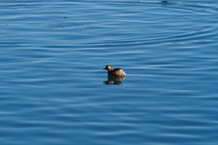 Tachybaptus ruficollis