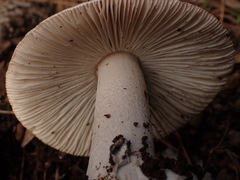 Amanita vaginata alba