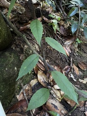 Pinzona coriacea