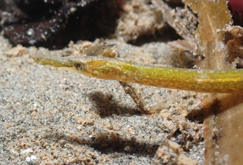 Kelp Pipefish