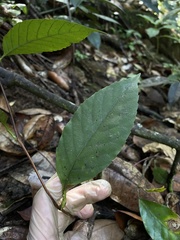 Pinzona coriacea