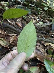 Pinzona coriacea