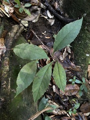 Pinzona coriacea