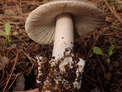 Amanita vaginata alba