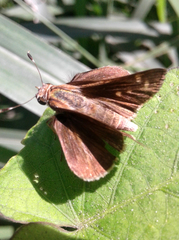 Hesperiinae