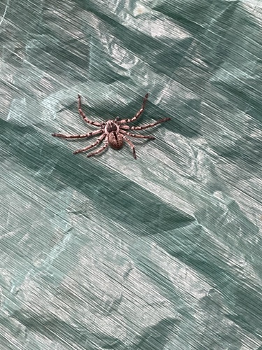 Polybetes pythagoricus
