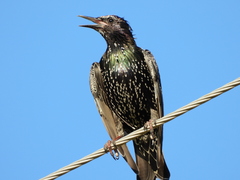 Sturnus vulgaris