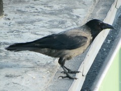 Corvus cornix