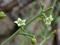 Thesium triflorum
