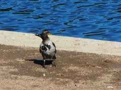 Corvus cornix