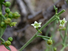 Thesium triflorum