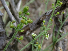 Thesium triflorum
