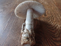 Amanita vaginata alba