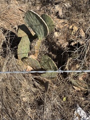 Opuntia
