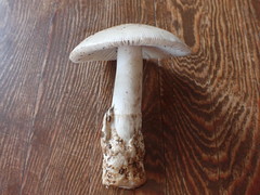 Amanita vaginata alba