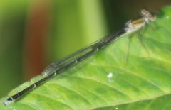 Enallagma vesperum