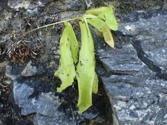 Pinguicula longifolia