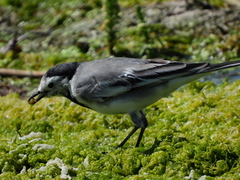Motacilla alba