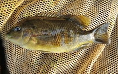 Tomocichla tuba