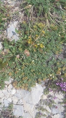 Teucrium montanum jailae