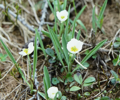 Ranunculus kuepferi