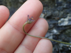 Pinguicula longifolia