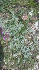 Psephellus declinatus