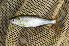 Brycon guatemalensis