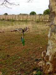 Philodryas nattereri