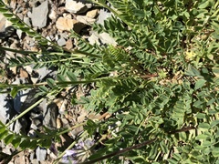 Astragalus pseudoadsurgens