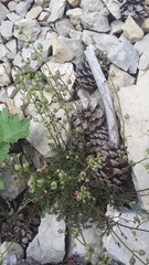 Scrophularia exilis