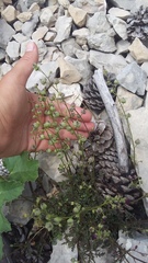 Scrophularia exilis