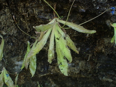 Pinguicula longifolia