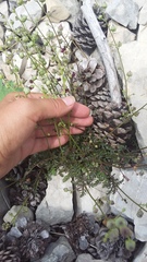 Scrophularia exilis