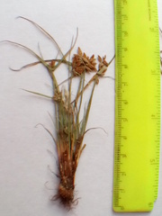 Cyperus flavescens