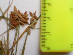 Cyperus flavescens