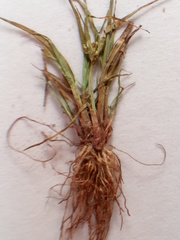 Cyperus flavescens
