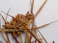 Cyperus flavescens