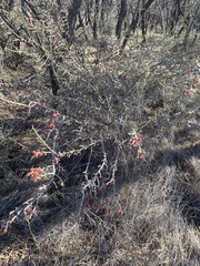 Cylindropuntia leptocaulis