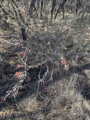 Cylindropuntia leptocaulis