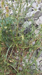 Rumex hastifolius