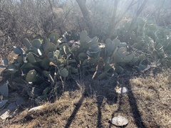 Opuntia
