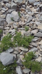 Asperula cretacea