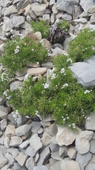 Asperula cretacea